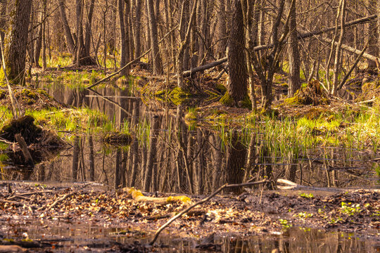 flooded forest after snow melt