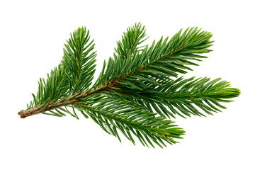 Fresh green spruce needle sprig arranged flat for botanical design use Isolated on transparent Background