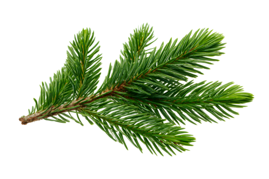 Fresh green spruce needle sprig arranged flat for botanical design use Isolated on transparent Background