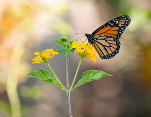A beautiful migrating Orange and Black Monarch Butterfly feeding on wildflowers in a garden in Southern California.  