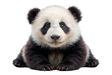 Adorable baby panda cub sitting isolated