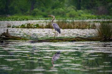 great blue heron in the marsh