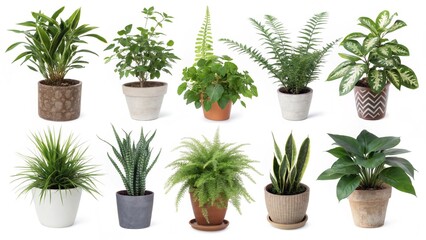 Fototapeta premium high-quality images featuring various potted houseplants isolated on a white background.