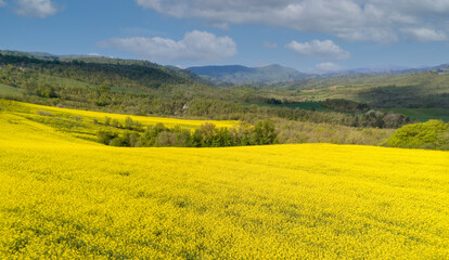 field of yellow flowers