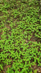 Impatiens parviflora. Forest litter, top view. Spring vegetation in the forest, fresh green leaves. Green carpet in the forest. Natural background. Wildlife