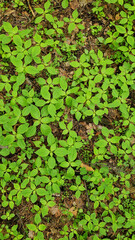 Impatiens parviflora. Forest litter, top view. Spring vegetation in the forest, fresh green leaves. Green carpet in the forest. Natural background. Wildlife