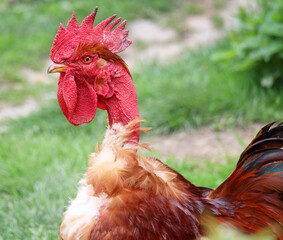 Close-up of a Transylvanian bare-necked rooster