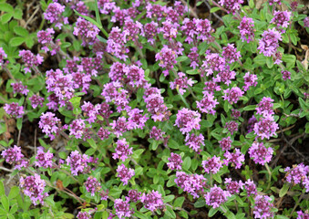 Thyme (Thymus serpyllum) blooms in nature