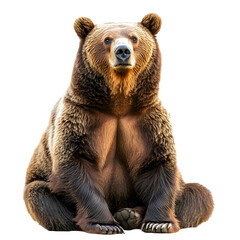 Brown bear full body against white or transparent background