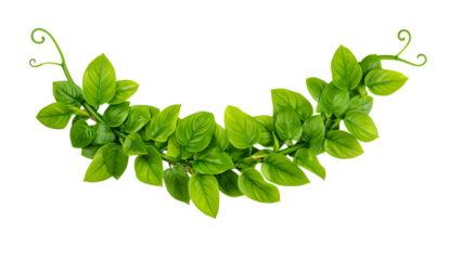 Vibrant green vine with lush leaves isolated on transparent background