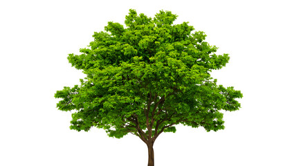 Lush green tree isolated on transparent background ideal for design projects