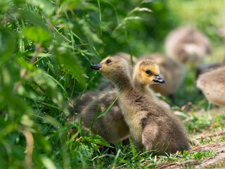 Flauschige Gänseküken im hohen Gras