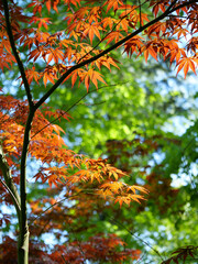 Klon palmowy - Acer palmatum