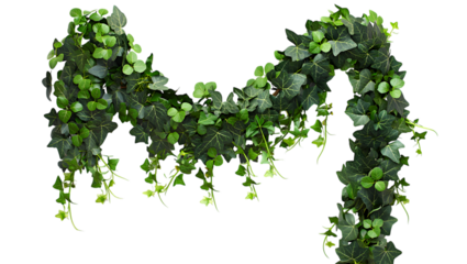 Lush green ivy forming letter m isolated on transparent background