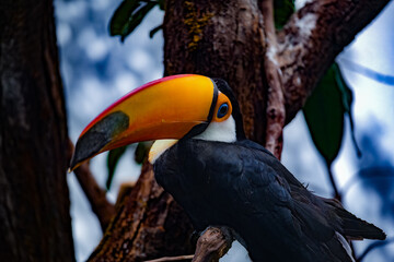 Colorful toucan perched on a tree branch in a lush habitat during daylight