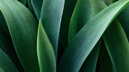 leek plant leaf texture macro