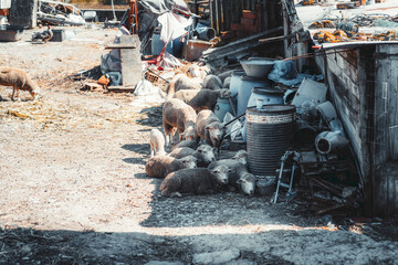 Flock of sheep resting in the shade beside a cluttered farmyard area filled with old barrels, metal...