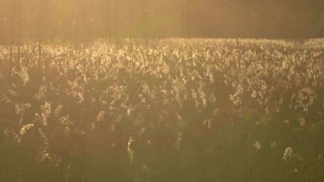 Beautiful spring sunset with dry leaves of reed grass, sunbeams at sunset.