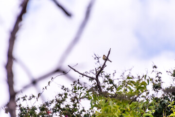 Pájaro posado en la rama de un árbol.
