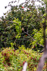 Fototapeta premium Pájaro posado en la rama de un árbol.