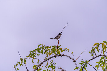 Pájaro posado en la rama de un árbol.