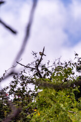 Pájaro posado en la rama de un árbol.