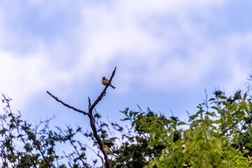 Obraz premium Pájaro posado en la rama de un árbol.