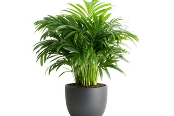 Obraz premium Fresh leafy indoor plant in a modern pot with a natural touch that enhances the charm of your living room