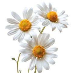 Three beautiful white daisies with yellow centers a lovely floral bouquet nature's beauty