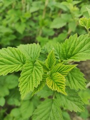 young leaves of raspberries in spring. raspberry bush with green leaves in the garden