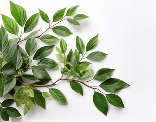 Obraz premium elegant branches with lush foliage on a simple white background leaves greenery forest floor