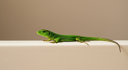 Fototapeta premium Green lizard on white surface