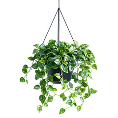  Lush green potted plant hanging