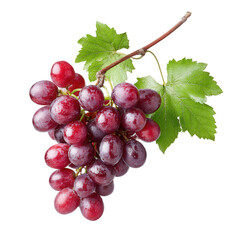 Fototapeta premium A fresh bunch of red grapes is isolated on a clean white background now.