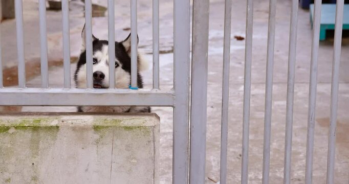 Lonely husky behind bars at a dog shelter, eyes full of hope