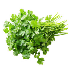 Fototapeta premium Fresh green cilantro bunch healthy herb leaves stems cooking ingredient