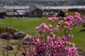 Russia. Mountain Altai. A flowering bush of Ledebur rhododendron (maralnik) on the slopes of the...