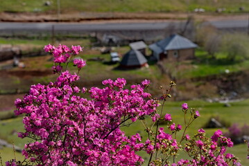 Russia. Mountain Altai. A flowering bush of Ledebur rhododendron (maralnik) on the slopes of the...