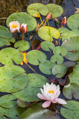 Pink waterlily or lotus flowers blooming in dark pond in Aveyron, vertical