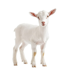 Fototapeta premium Small white kid goat in full-body view looking at the camera, isolated on a transparent background