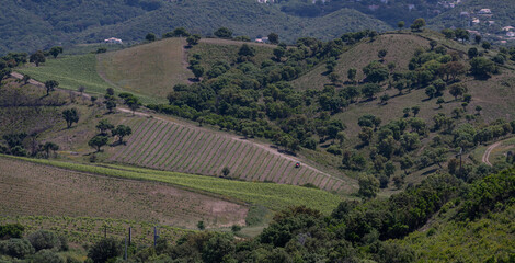 Vineyards in the Corsican countryside