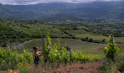 Wine producer checking grapes on the vine
