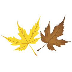 Fototapeta premium Two autumn leaves yellow and brown background