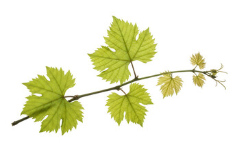 Grapevine leaves fresh isolated on transparent background