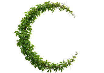 Green vine crescent moon isolated on transparent background