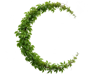 Green vine crescent moon isolated on transparent background