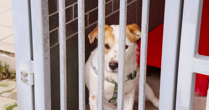 Ginger-colored dog in an animal shelter cage, quietly waiting for a second chance and a loving home.