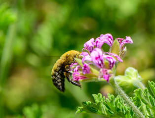 Shiny black carpenter bee on blooming flower in Cyprus
