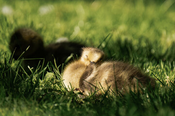 Canada geesling in the grass during summer.