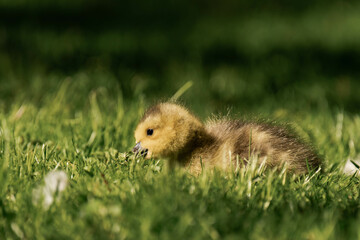 Canada geesling in the grass during summer.